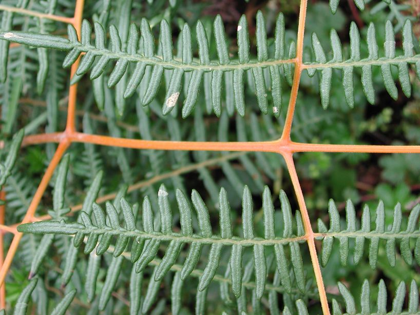 Dennstaedtiaceae Pteridium arachnoideum